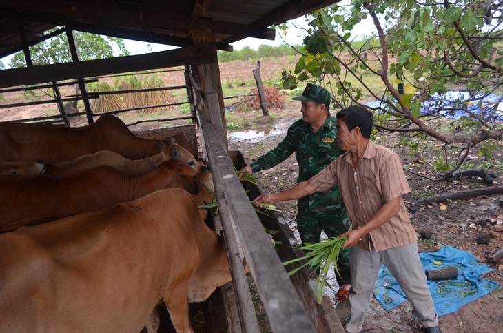 Thiếu tá Từ Văn Sương hỗ trợ 2 con bò giống cho gia đình chị Nguyễn Thị Lanh. Ảnh: Ngọc Lân