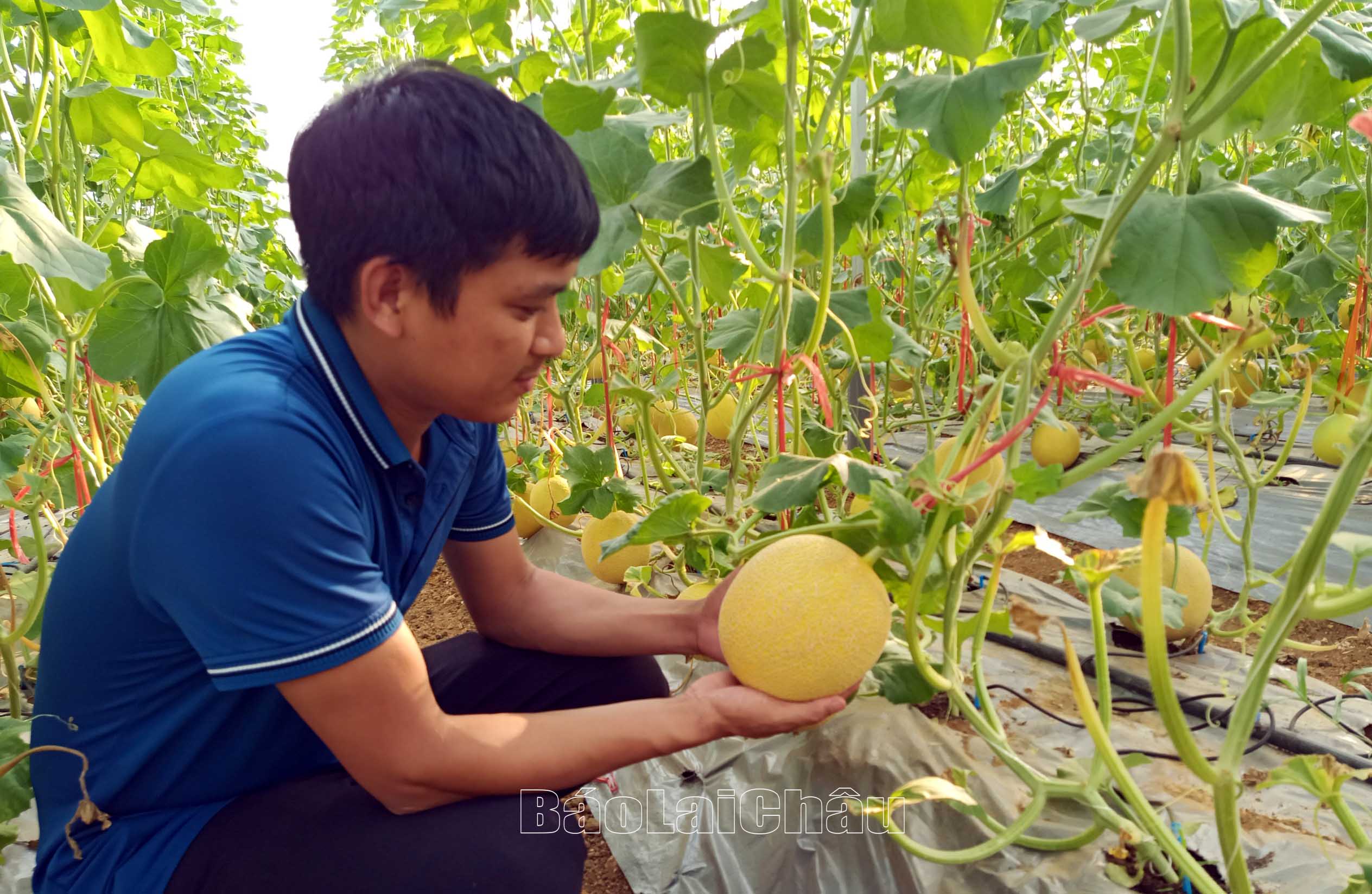 Sản phẩm dưa lưới vàng Tân Uyên đã ngày được người tiêu dùng lựa chọn, bởi chất lượng tốt, mẫu mã đẹp.