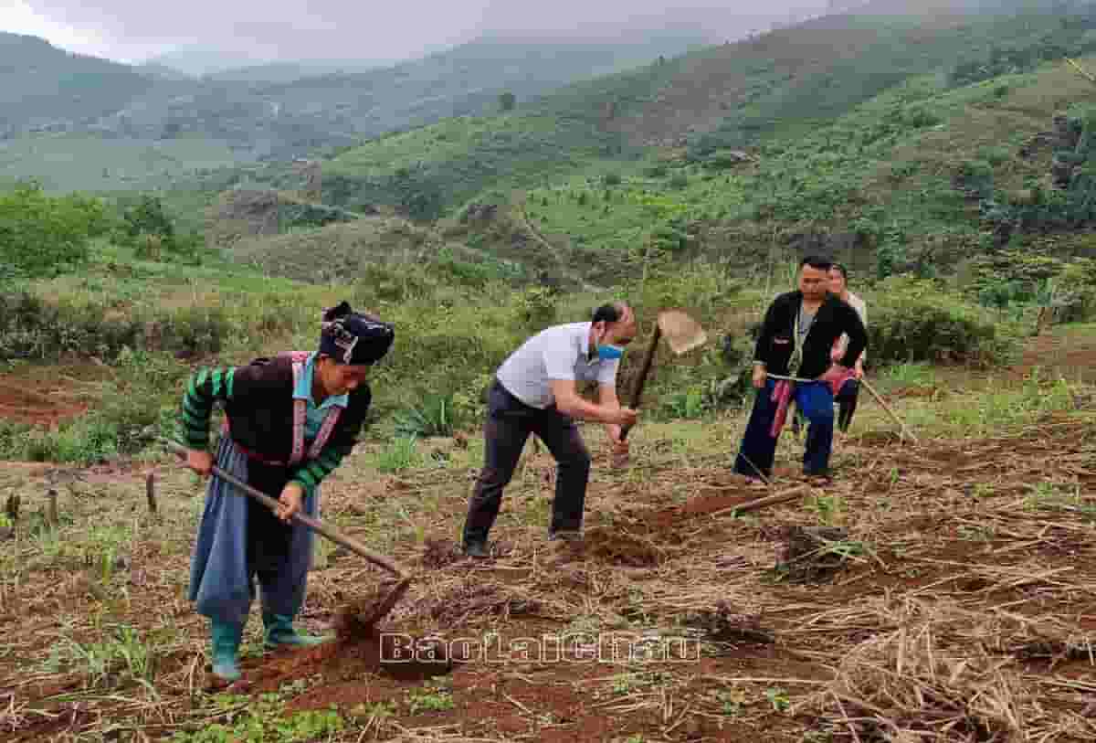 Người dân bản Ngà Chồ (xã Tà Tổng, huyện Mường Tè) thực hành làm đất trồng quế.