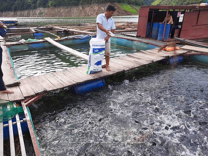 Người dân xã Mường Mô nâng cao thu nhập từ phát triển nuôi cá lồng trên lòng hồ Thủy điện Lai Châu.