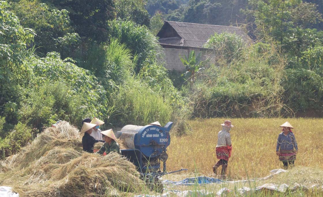 Người dân xã Sùng Phài sản xuất lúa tẻ râu theo hướng sản xuất hàng hoá.