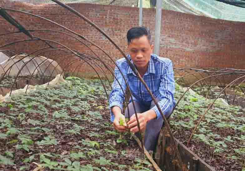 Anh San chăm sóc cây sâm Lai Châu.