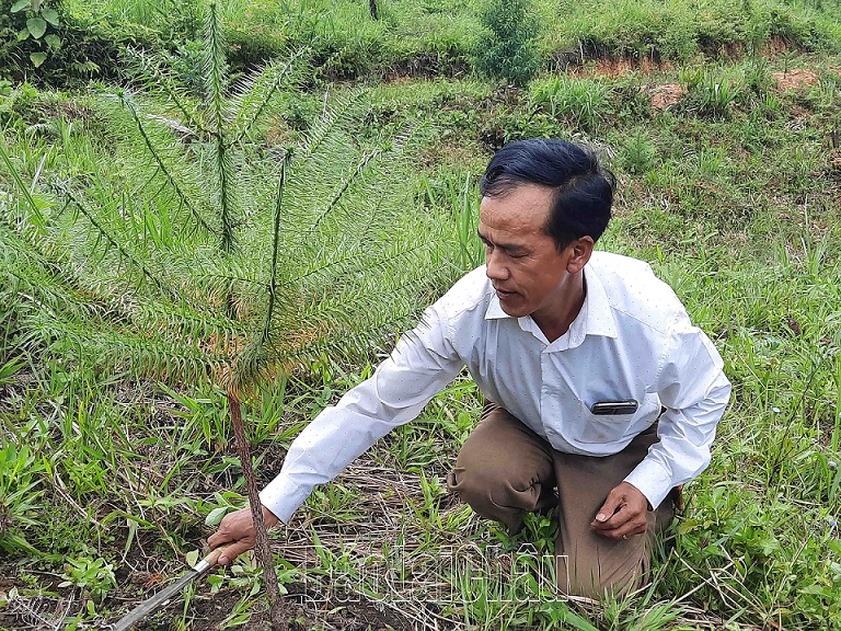 Ông Phàng A Châu, bản Pề Ngài 2, xã Nậm Pì, một tấm gương tiêu biểu trong phong trào trồng rừng của huyện Nậm Nhùn.