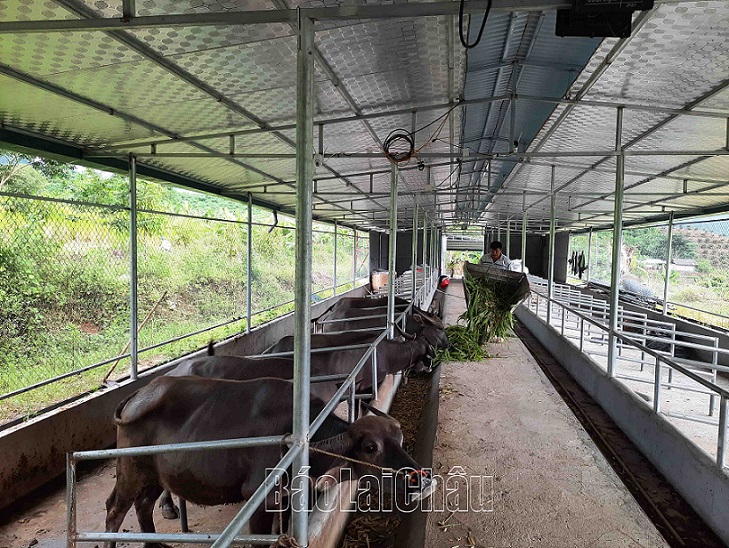 Phát triển chăn nuôi đại gia súc, một trong những hướng đi được xã Nậm Hàng xác định nhằm xóa đói giảm nghèo, đẩy nhanh quá trình xây dựng NTM ở địa phương.