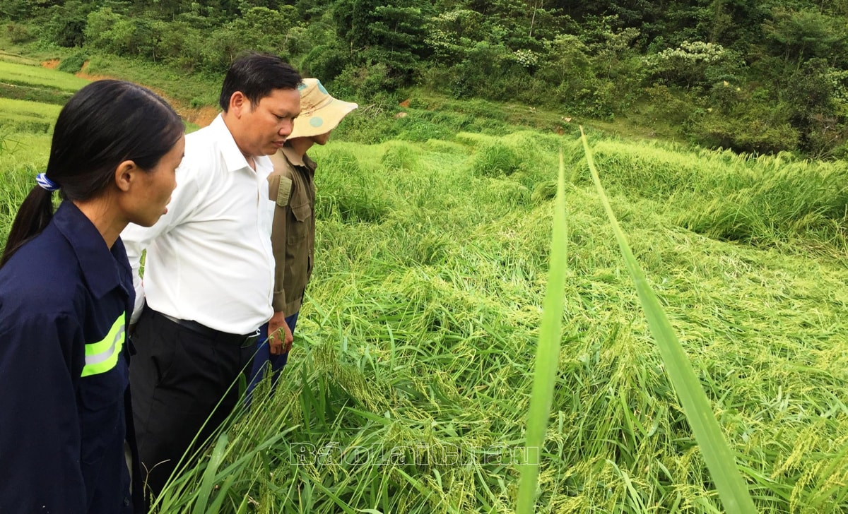 Ruộng lúa nếp của gia đình chị Chảo Thị Náy bị ngả rạp do thân cây tốt quá. (Ảnh chụp ngày 13/9/2022).