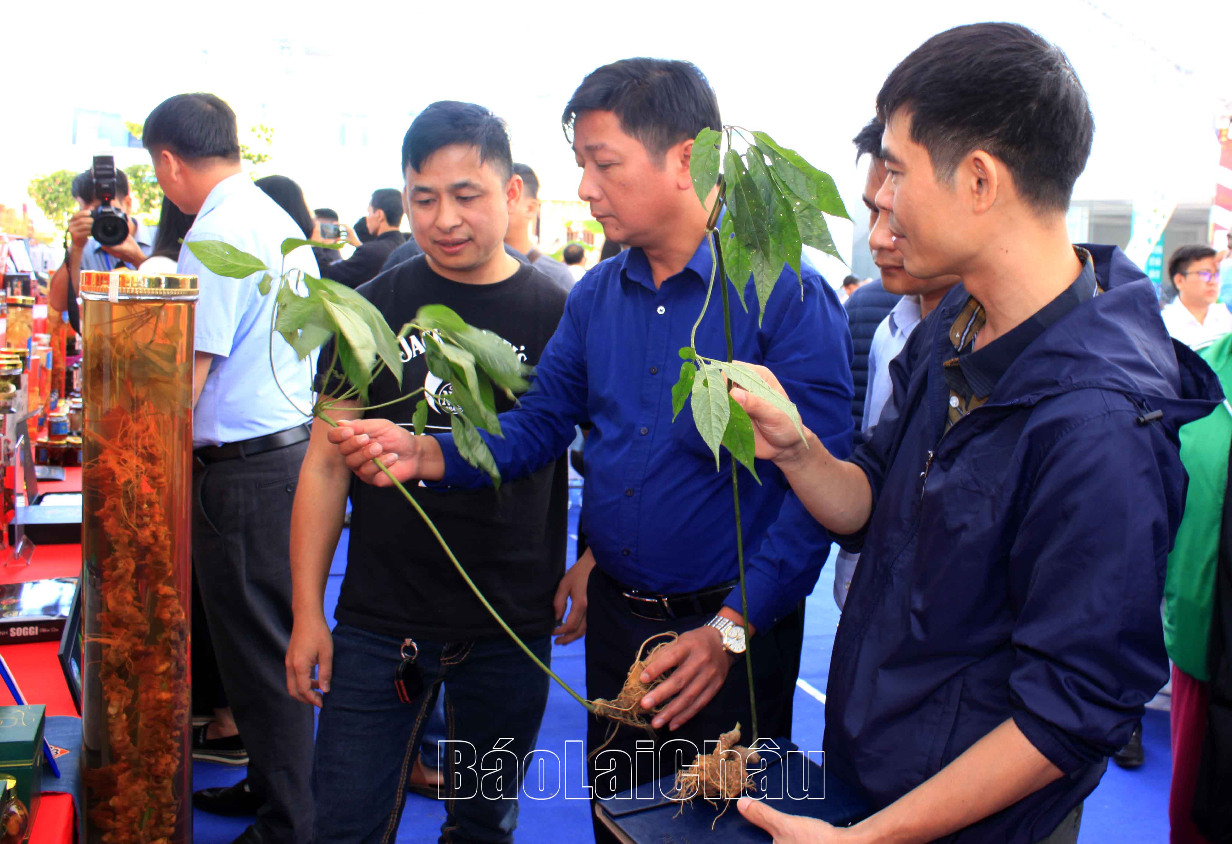 Các đại biểu tham quan, tìm hiểu giống cây sâm Lai Châu