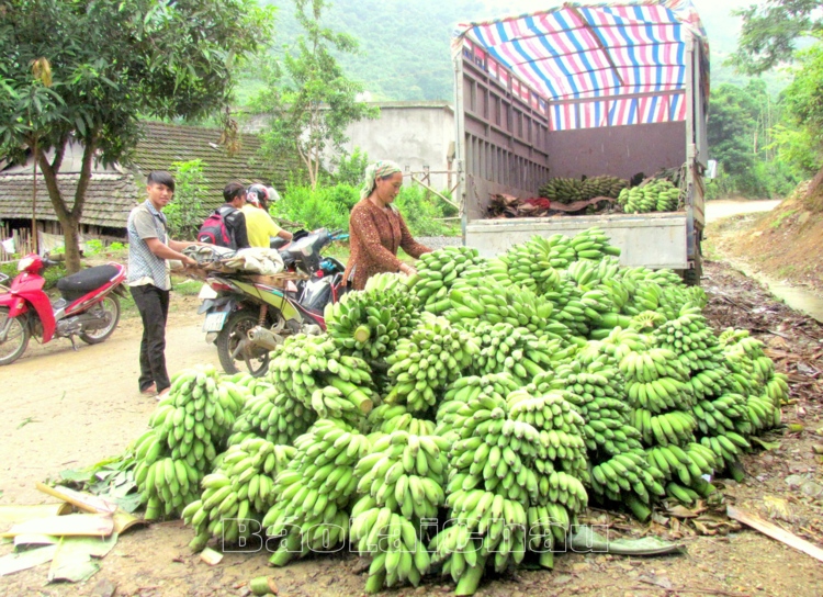 Người dân xã Bản Lang thu hoạch và bán chuối cho thương lái đã đem lại thu nhập ổn định.