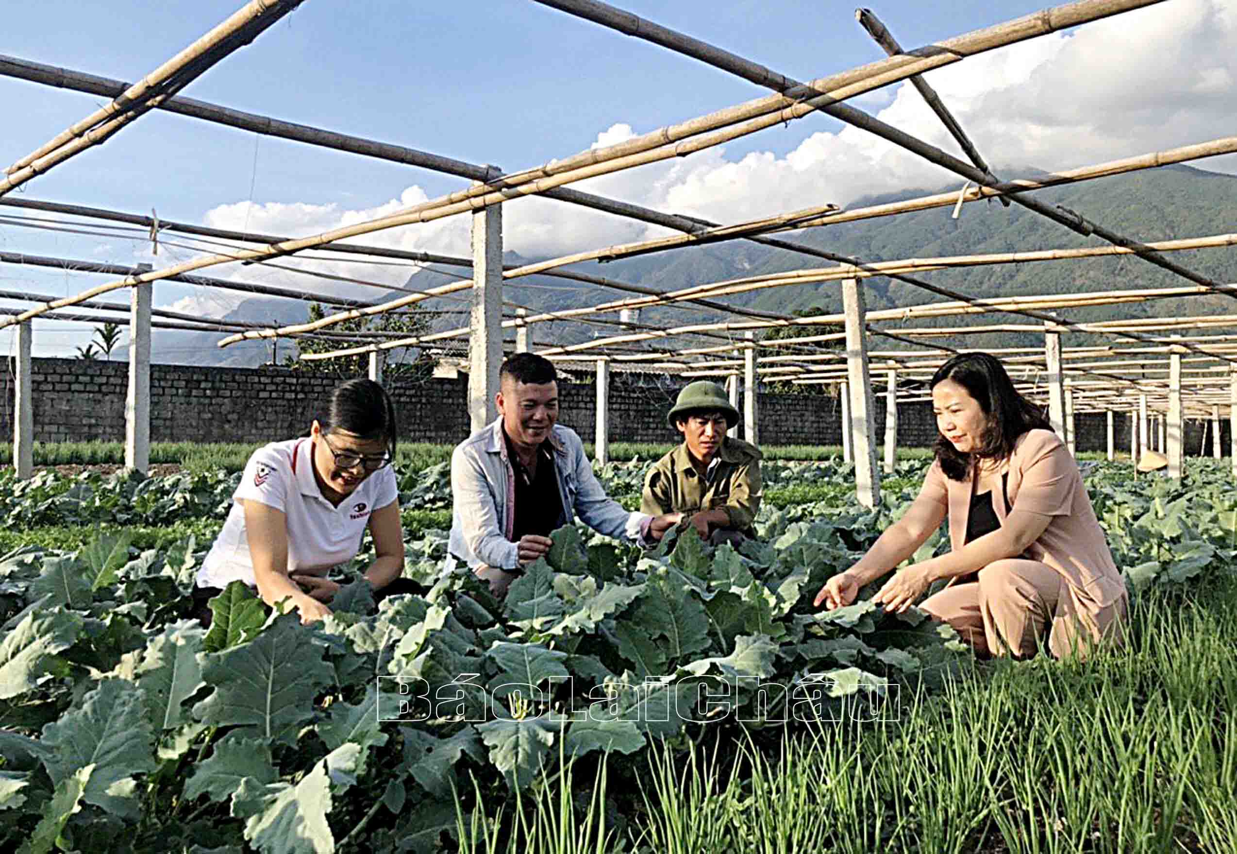 Lãnh đạo huyện Tam Đường thăm mô hình rau xanh đang vào thu hoạch của nông dân bản Hưng Bình (xã Bình Lư).