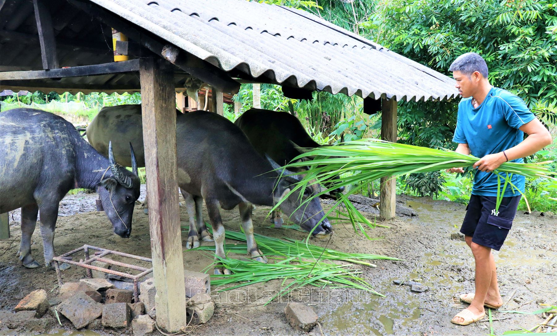 Nông dân xã Lùng Thàng (huyện Sìn Hồ) phát triển chăn nuôi đại gia súc.
