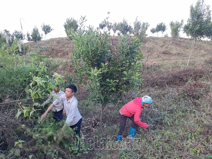 Người dân bản Co Mủn, xã Lê Lợi trồng cây mắc ca thực hiện chủ trương phát triển nông nghiệp hàng hóa tập trung của xã.