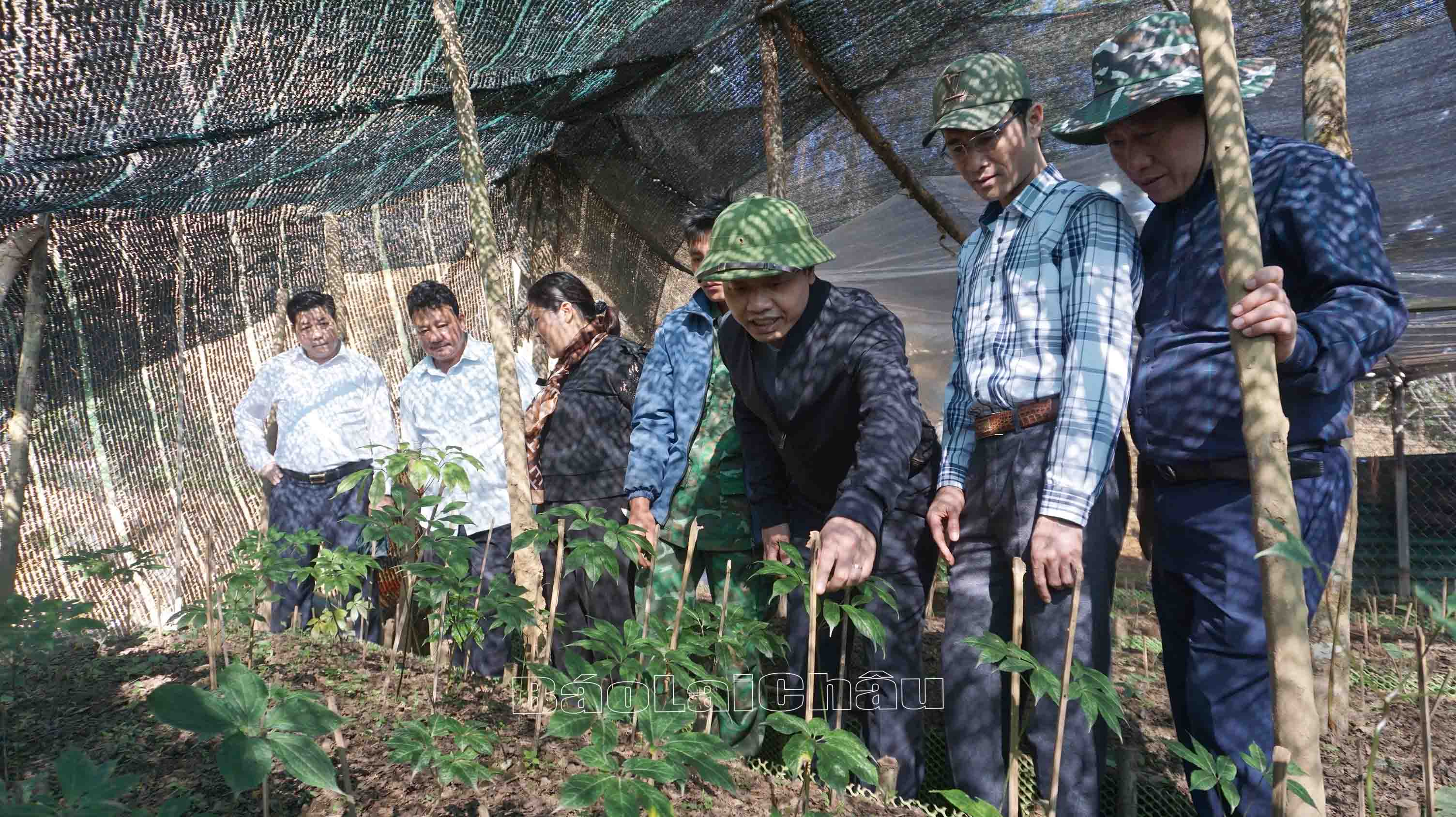 Bản Sín Chải B (xã Pa Vệ Sủ) có tới 44/53 hộ dân tham gia trồng Sâm Lai Châu.