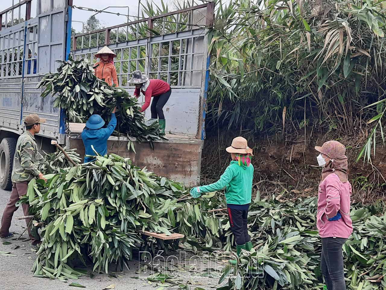 Người dân cân khối lượng cành, lá quế bán cho doanh nghiệp thu mua sau lễ ký kết.