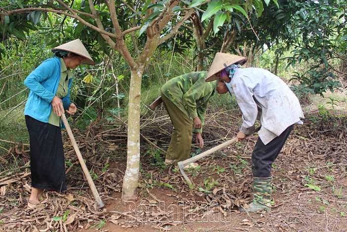 Người dân bản Mường Mô chăm sóc cho cây xoài.