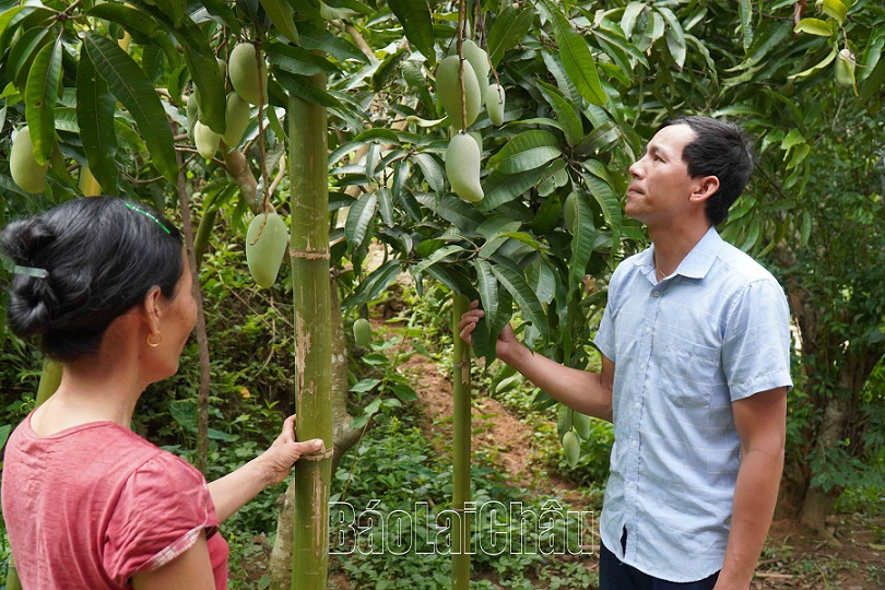 Anh Lò Văn Trịnh hướng dẫn người dân bản Nậm Ty chăm sóc cây xoài, nâng cao thu nhập.