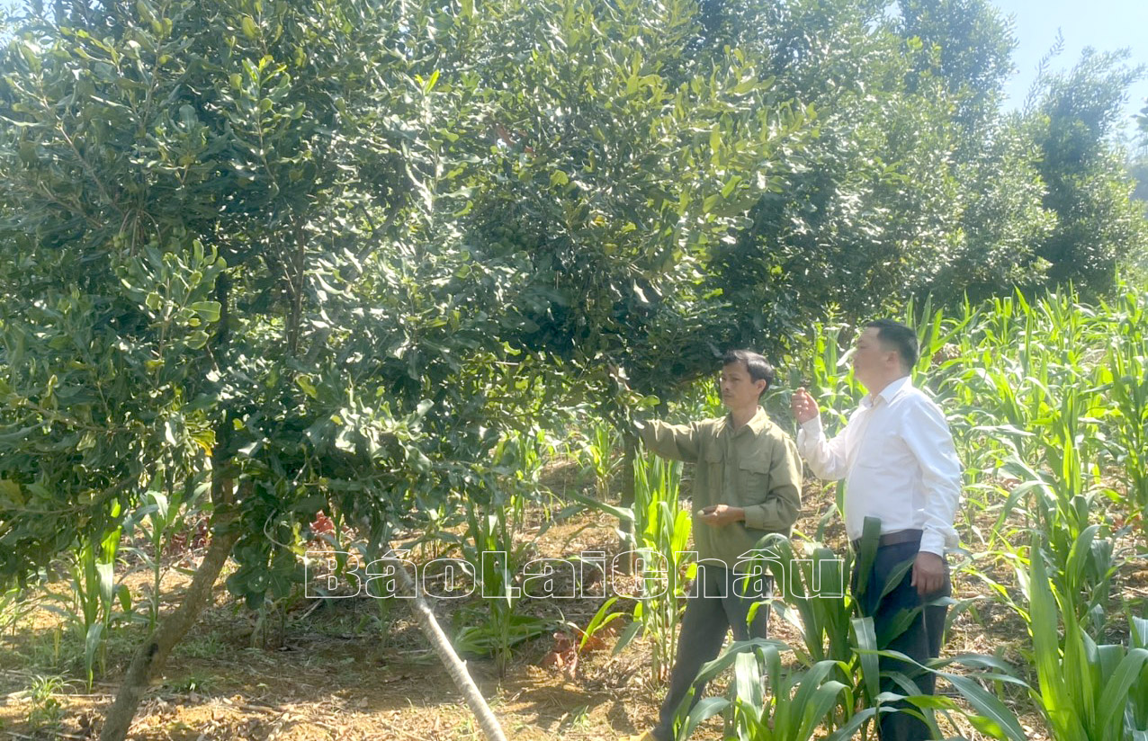 Nhân dân bản Gia Khâu 2, xã Sùng Phài (thành phố Lai Châu) phát triển kinh tế từ cây mắc ca.