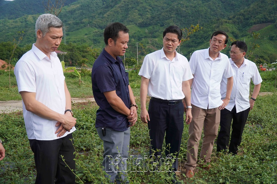 Đồng chí Vũ Mạnh Hà thăm mô hình trồng ca gai leo tại xã Nậm Hàng.