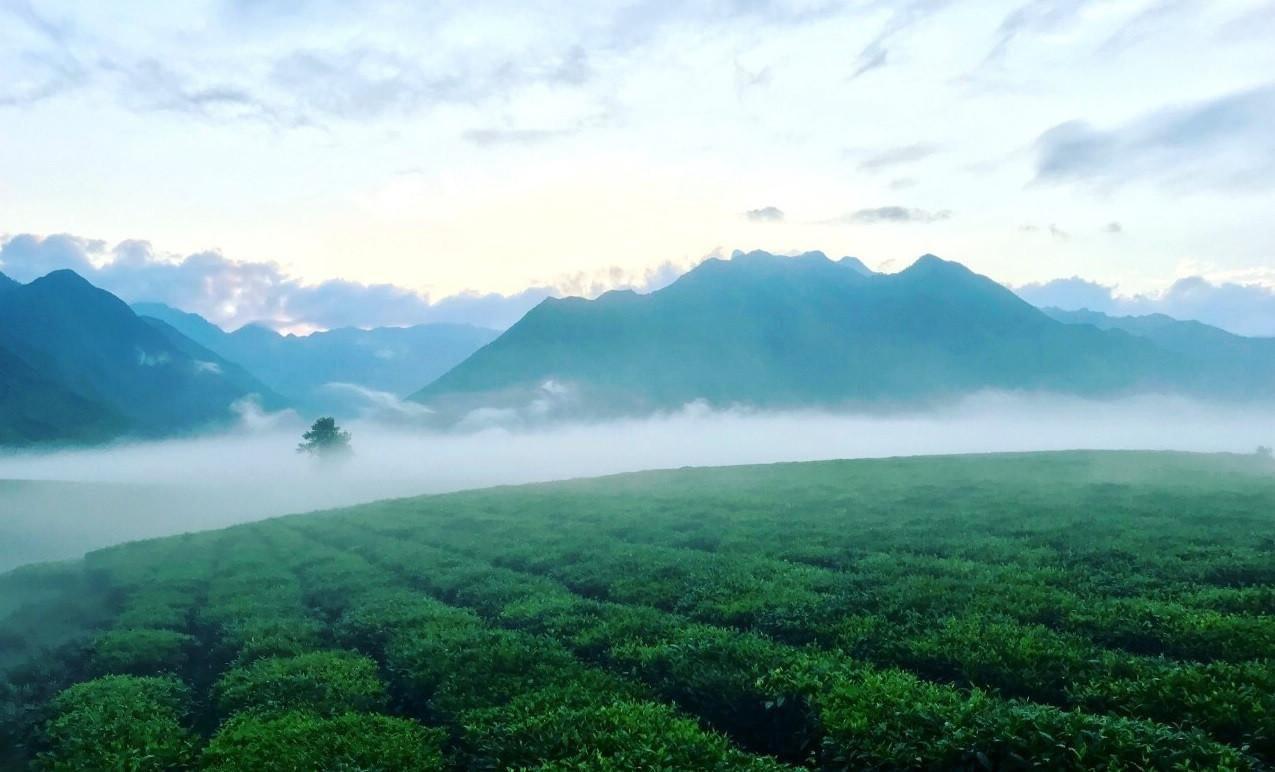 Ngắm đồi chè Tân Uyên bạt ngàn xanh thẳm