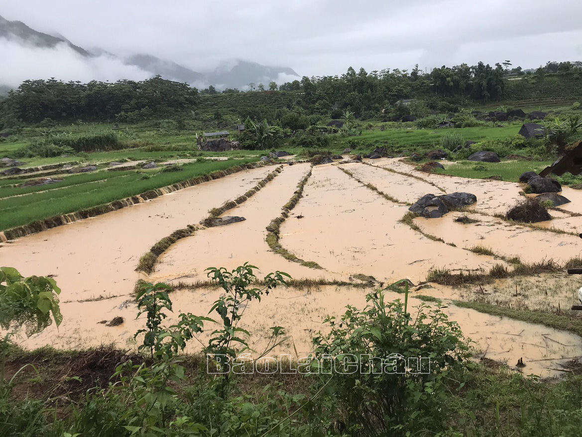 Mưa lớn gây ngập úng 2ha lúa tại thị trấn Tân Uyên. 