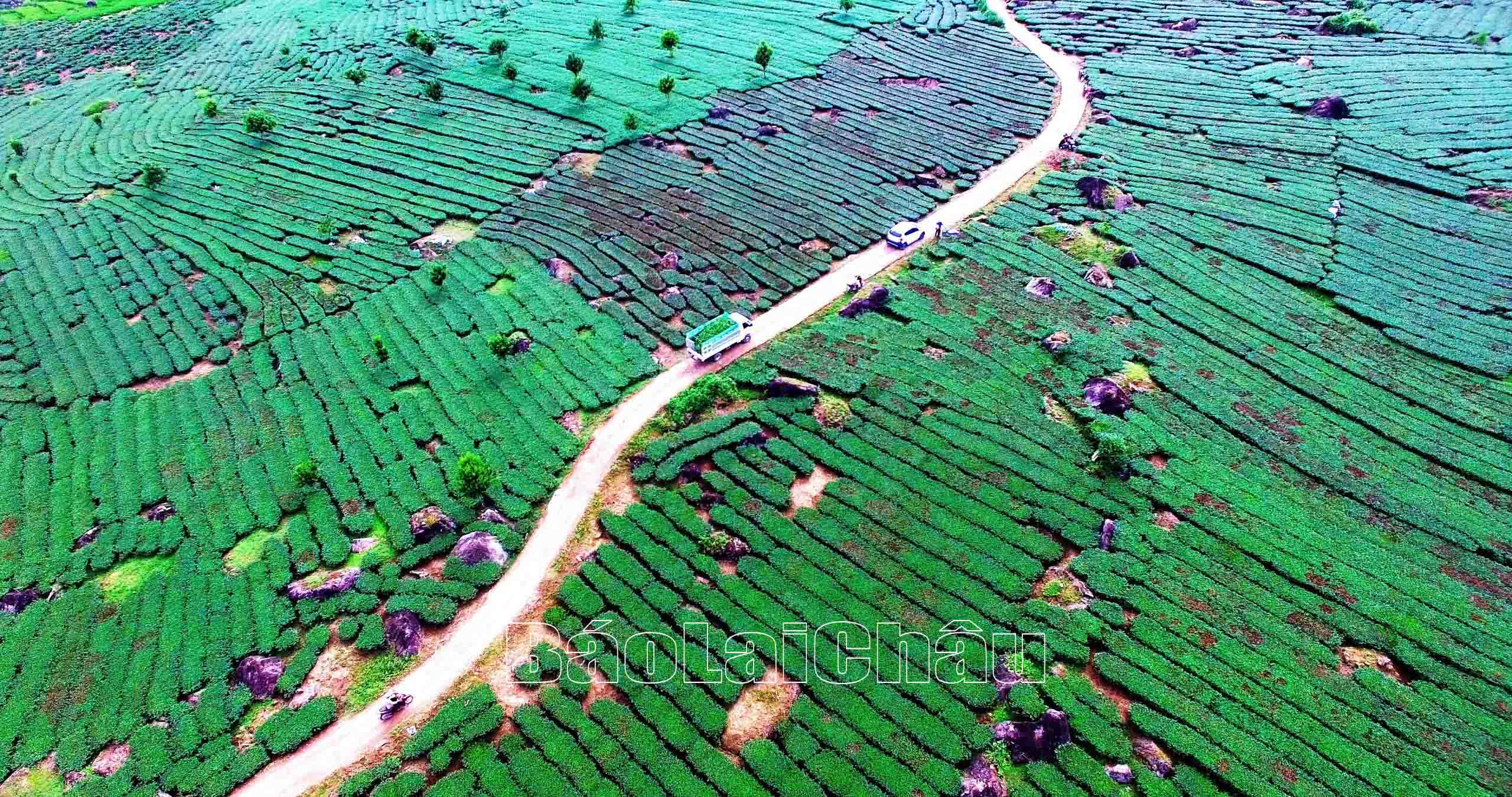 Vùng chè không vỏ thuốc bảo vệ thực vật tại xã Bản Bo.