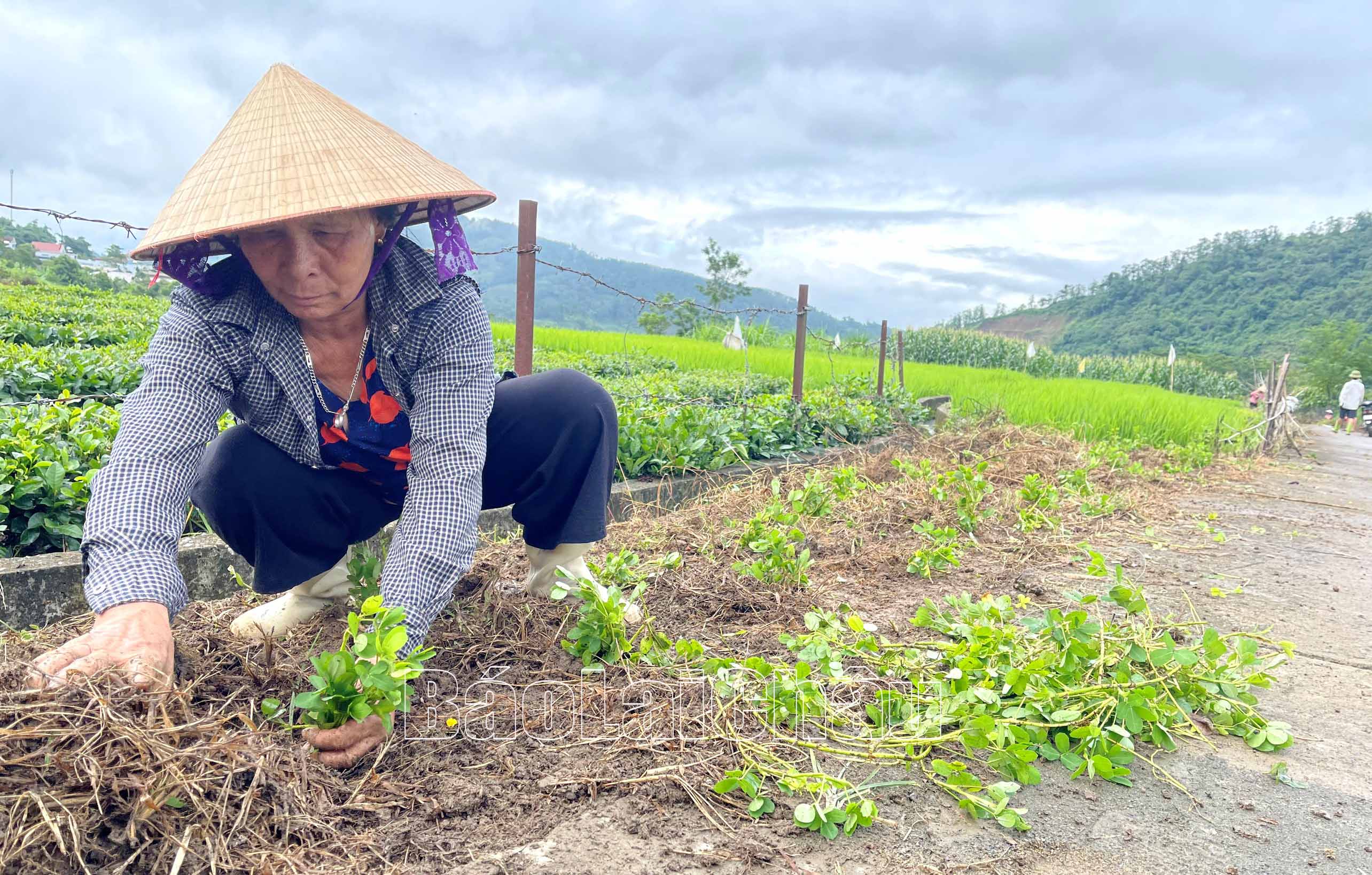 Việc trồng các loại cây xanh cũng là giải pháp hữu hiệu cải thiện chất lượng không khí, mang đến môi trường xanh, sạch, đẹp.