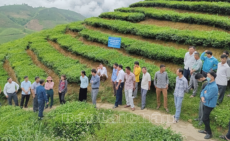 Các đại biểu tham quan mô hình chè hữu cơ.