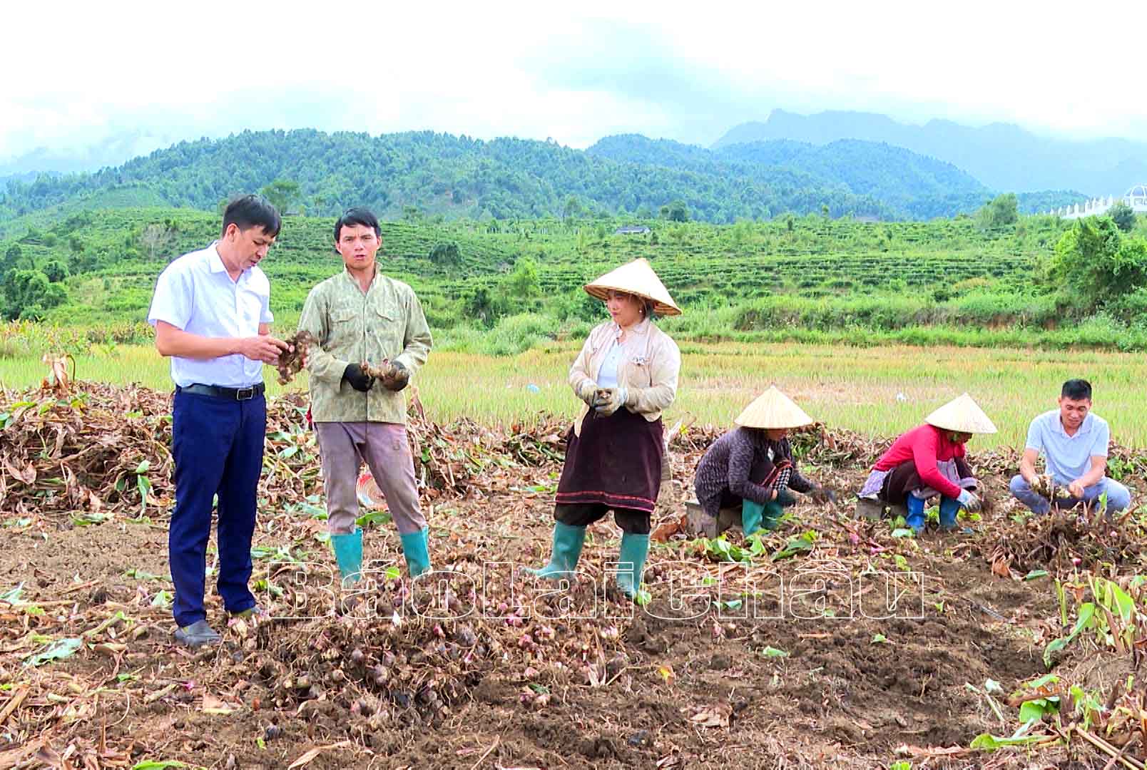 Nông dân xã Nà Tăm (huyện Tam Đường) thu hoạch dong riềng