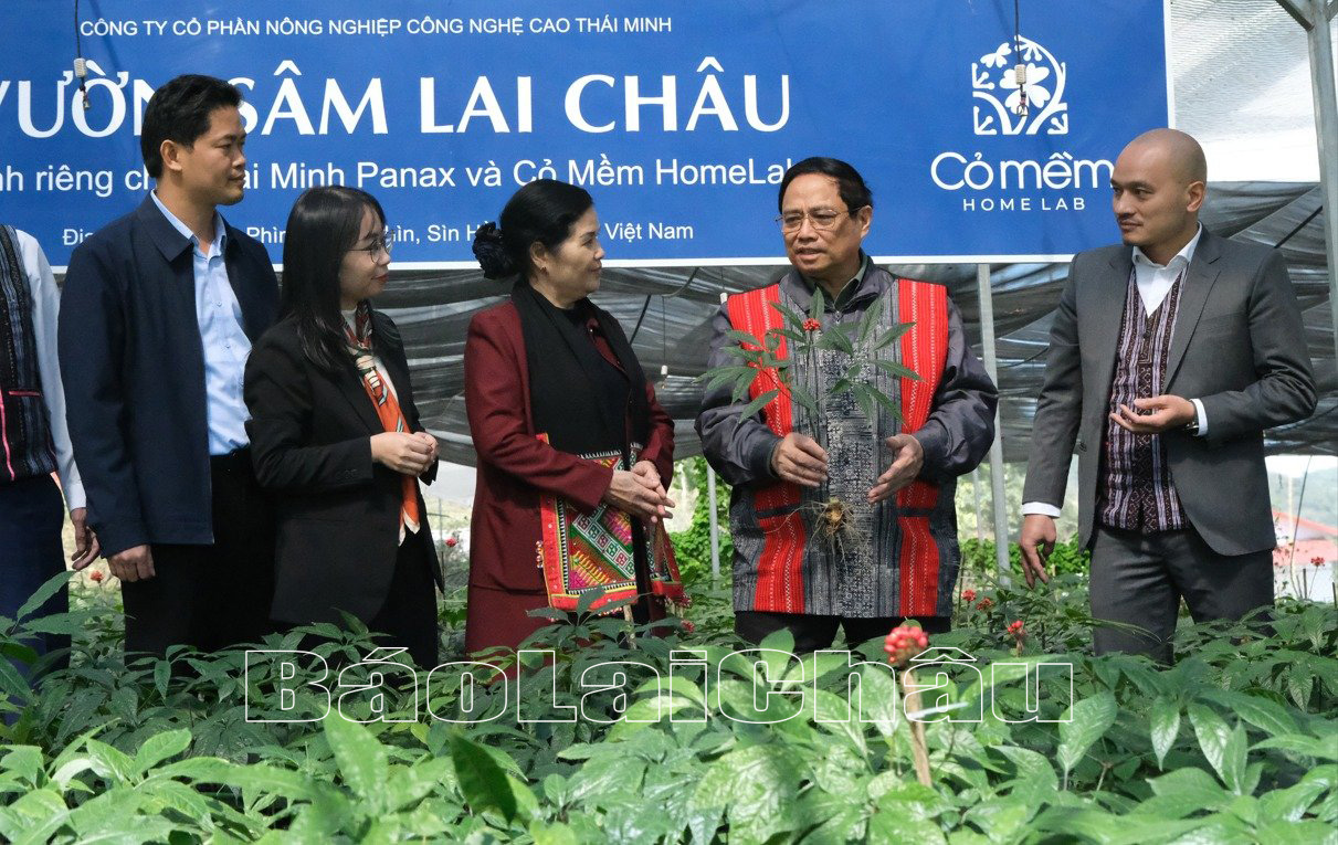 Thủ tướng Phạm Minh Chính thăm vườn sâm Lai Châu. 