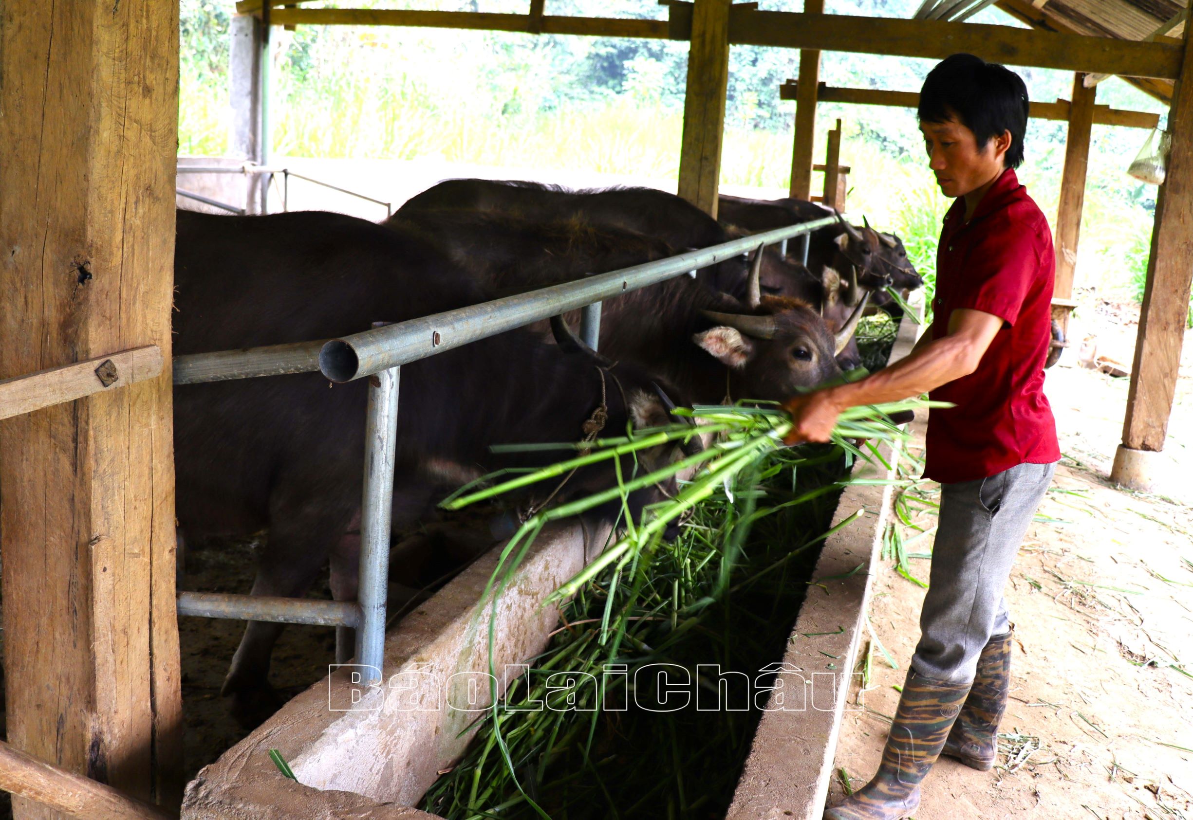 Người dân xã Lùng Thàng (huyện Sìn Hồ) phát triển chăn nuôi gia súc.