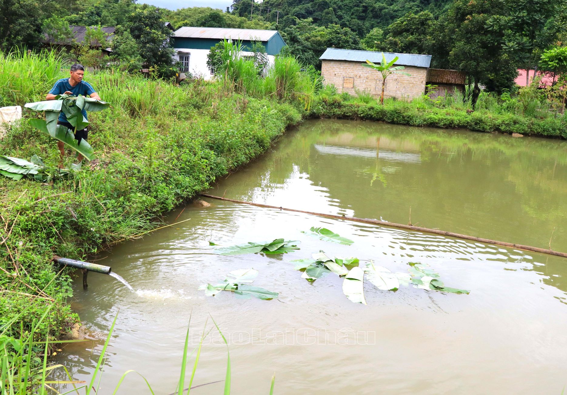 Phát triển chăn nuôi thủy sản.