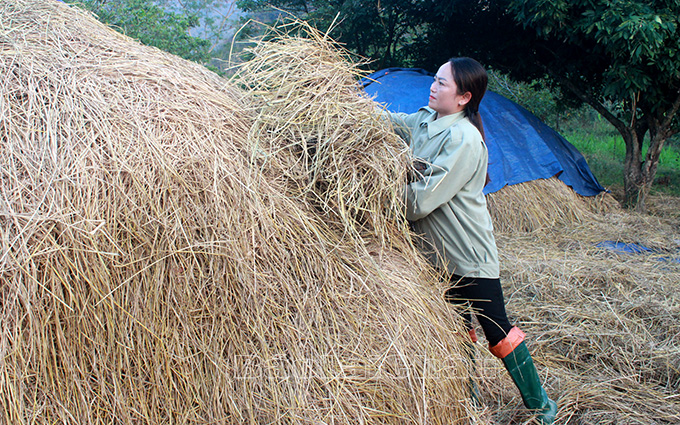 Gia đình chị Vàng Thị Quyết (bản Sân Bay, xã Phúc Than) chủ động tích trữ rơm làm thức ăn cho gia súc trong mùa đông.