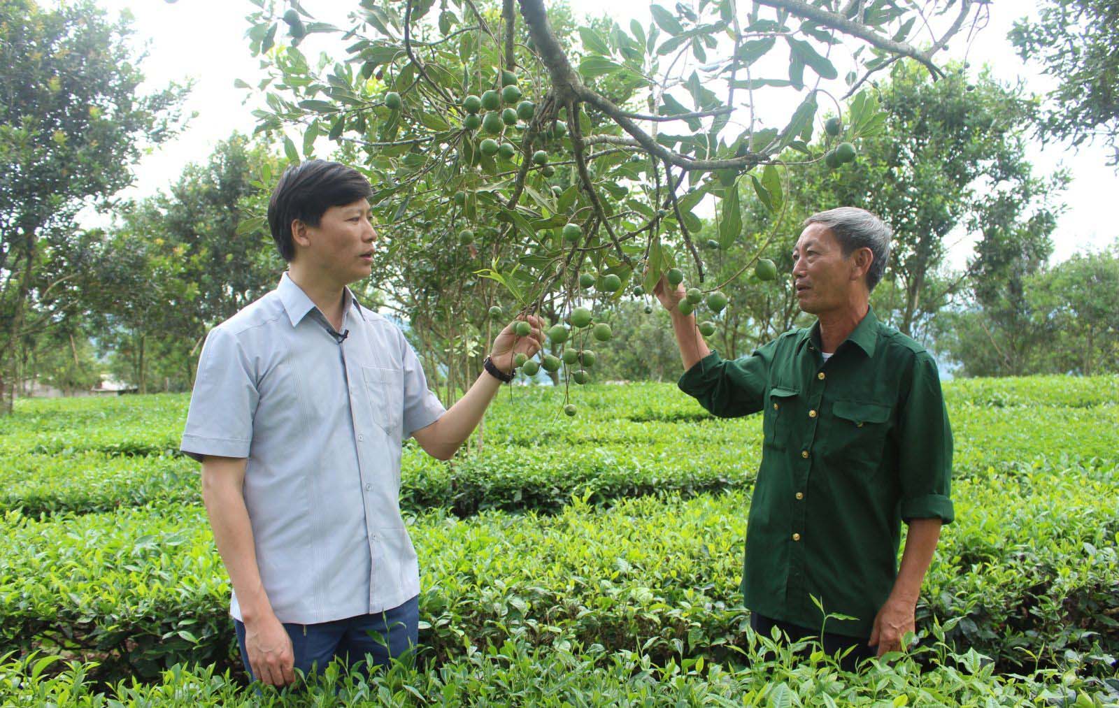 Đồng chí Bùi Huy Phương - Ủy viên BCH Đảng bộ huyện, Bí thư Huyện ủy, Chủ tịch HĐND huyện thăm vườn Mắc Ca của hội viên Nguyễn Xuân Cát 