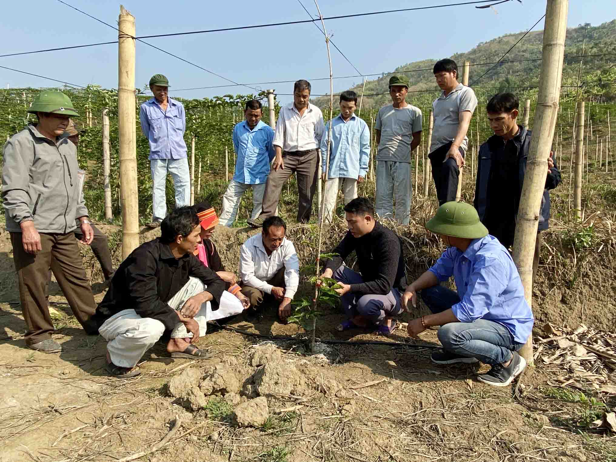 Cán bộ Trung tâm dịch nông nghiệp huyện Phong Thổ cùng đại diện đơn vị bao tiêu sản phẩm chanh leo hướng dẫn người dân xã Bản Lang kỹ thuật chăm sóc chanh leo. 