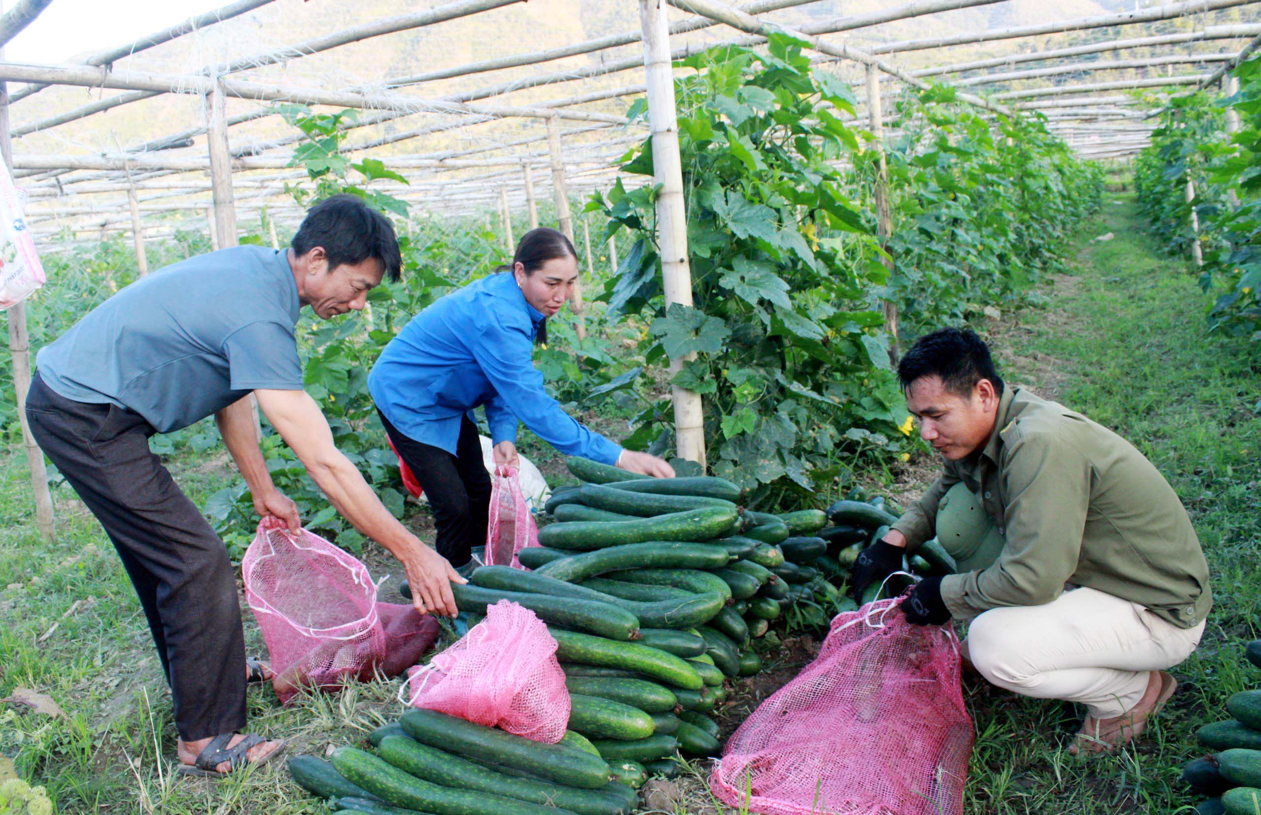 Hợp tác xã Nông nghiệp Anh Đạt thu mua sản phẩm liên kết của nhân dân xã Mường Kim (huyện Than Uyên). 