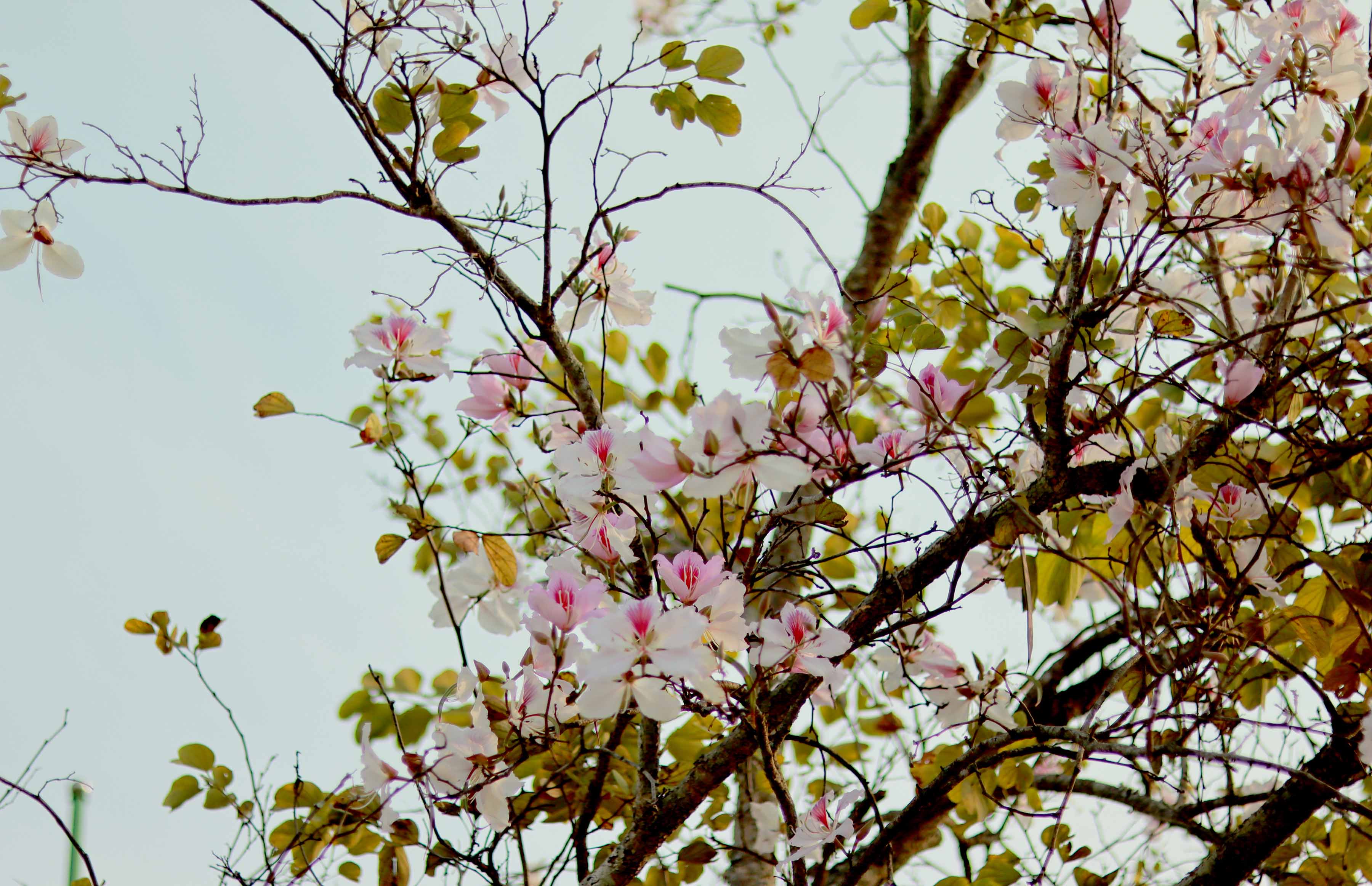 Những cành hoa ban trắng tinh khôi được ví như vẻ đẹp trong sáng tinh khôi của người con gái Thái. 