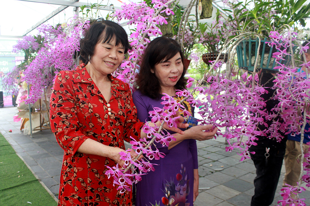 Du khách đến chiêm ngưỡng vẻ đẹp hoa lan tại triễn lãm.