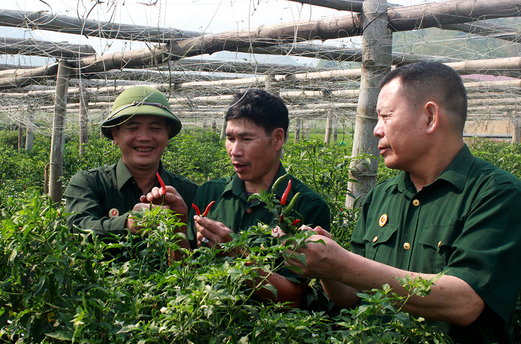 Lãnh đạo Hội CCB huyện Than Uyên, xã Mường Than thăm mô hình trồng ớt của hội viên CCB Tòng Văn Ngảnh.