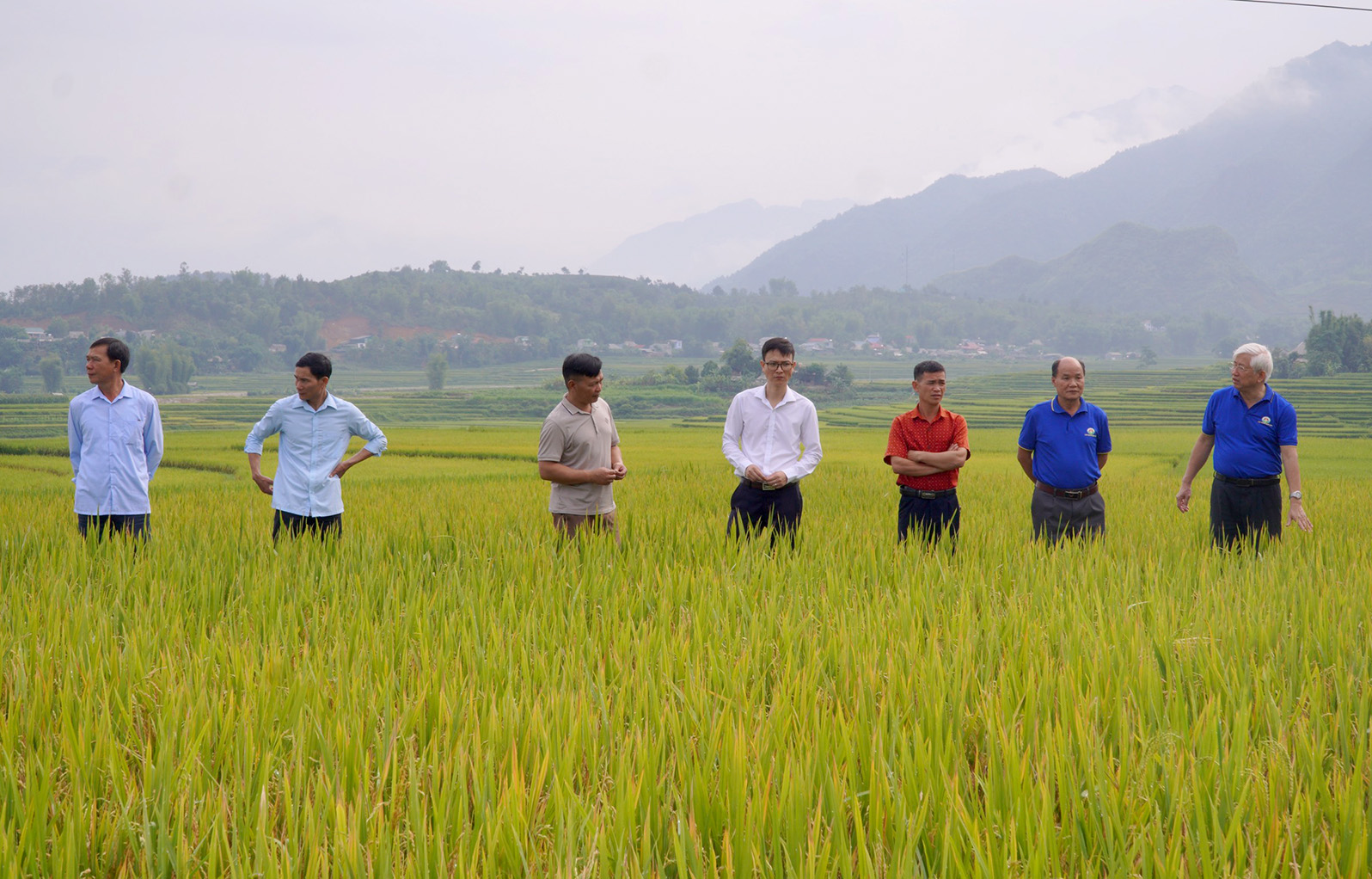 Các đại biểu tham quan mô hình sản xuất lúa séng cù theo hướng hữu cơ.