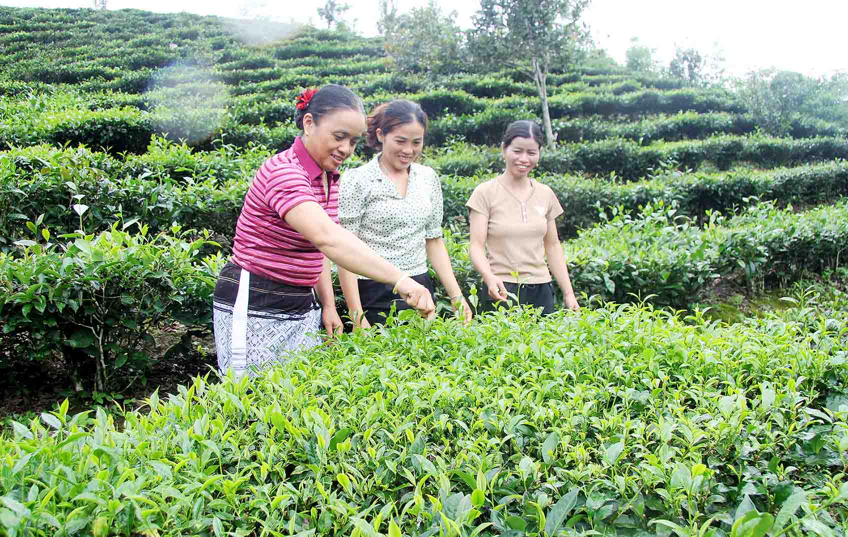 Hội viên Chi hội Phụ nữ bản Pa Pe, xã Bình Lư  (huyện Tam Đường) trao đổi kinh nghiệm thu hái chè búp chất lượng cao.