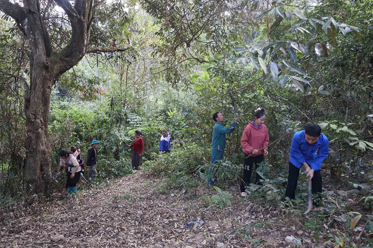 phát dọn thực bì