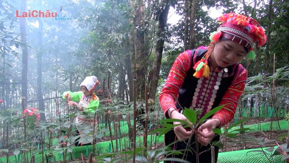 Để Sâm Lai Châu trở thành “quốc kế dân sinh”