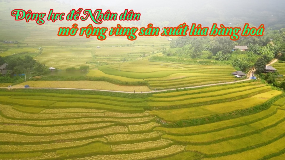 Động lực để Nhân dân mở rộng vùng sản xuất lúa hàng hoá