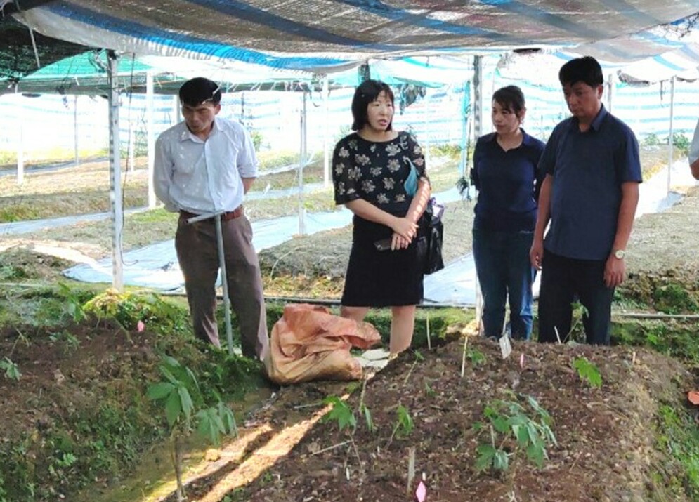 vườn sâm