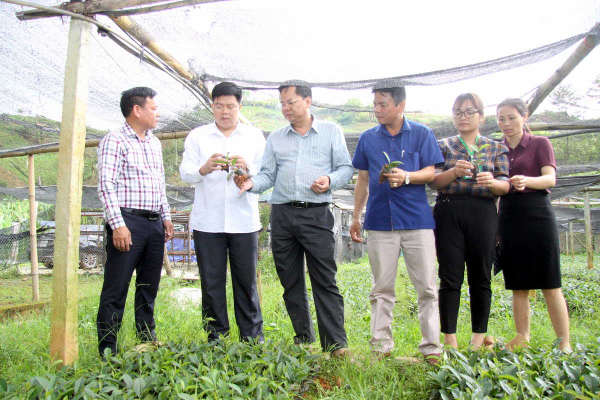 Lãnh đạo Sở KHCN tỉnh, huyện Than Uyên thăm mô hình ứng dụng tiến bộ kỹ thuật xây dựng vườn chè giống của Công ty TNHH Tuyền Phương (huyện Than Uyên).
