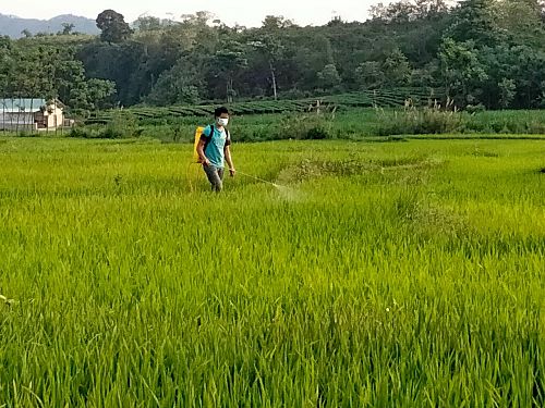 Nông dân thị trấn tân uyên phun thuốc phòng trừ bệnh đạo ôn trên lúa.