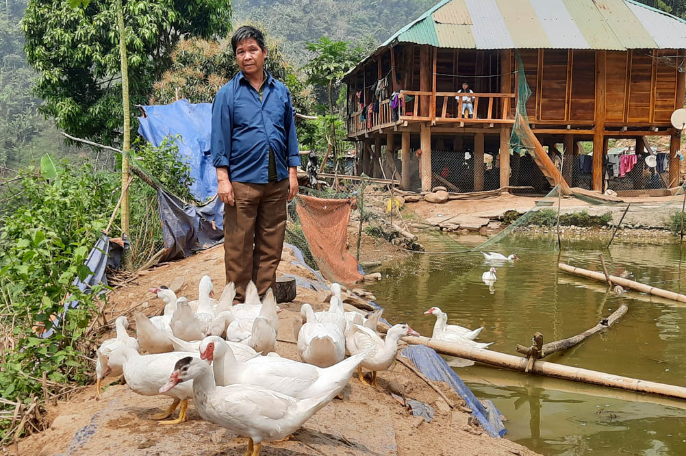 Ngoài nuôi trâu, bò, ông Toi còn nuôi thêm ngan, vịt và đào ao thả cá.