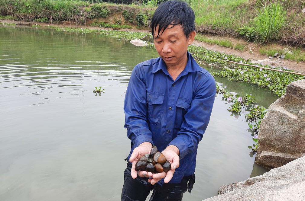 Anh Uyn  thành công bước đầu mô hình nuôi  ốc nhồi.