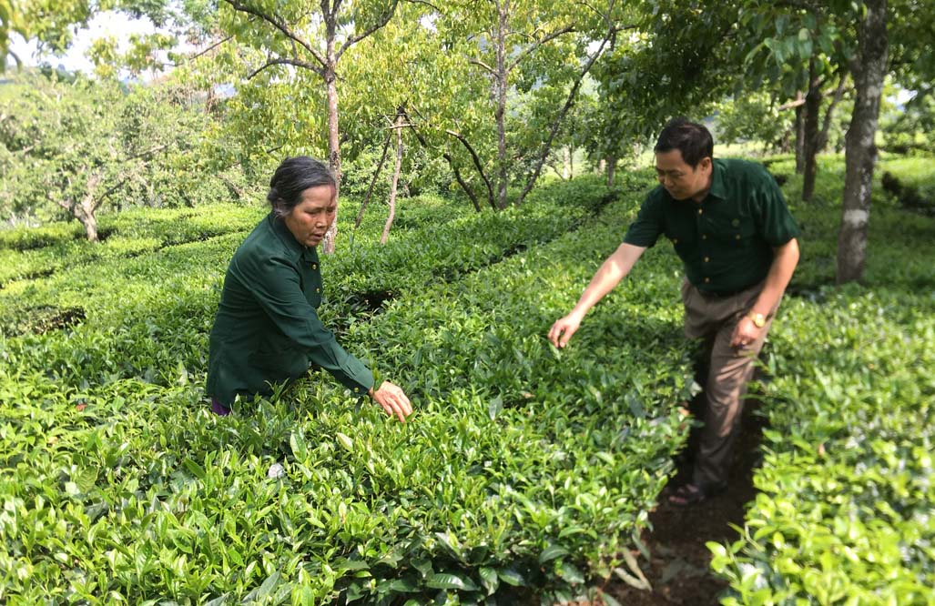 Bà Nhôi tích cực phát triển kinh tế.