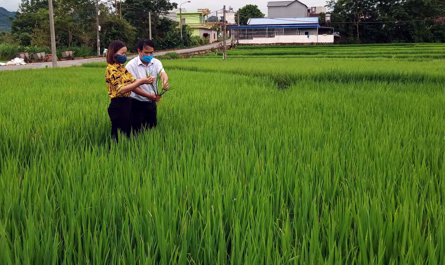 Phòng, trừ sâu bệnh kịp thời trên cây trồng