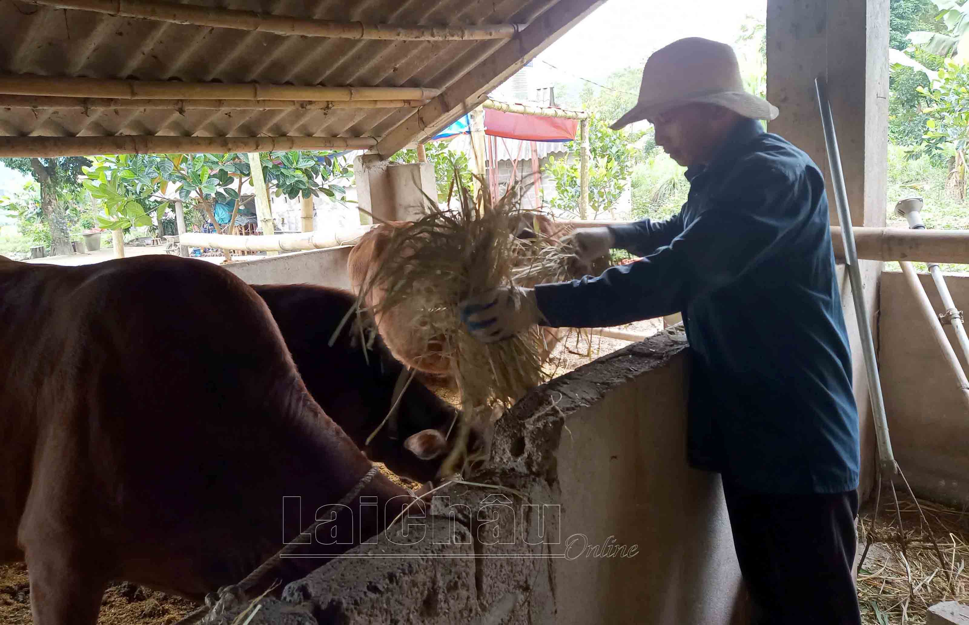 Chăn nuôi gia súc là một trong những hướng phát triển kinh tế ở bản Nậm Bon.