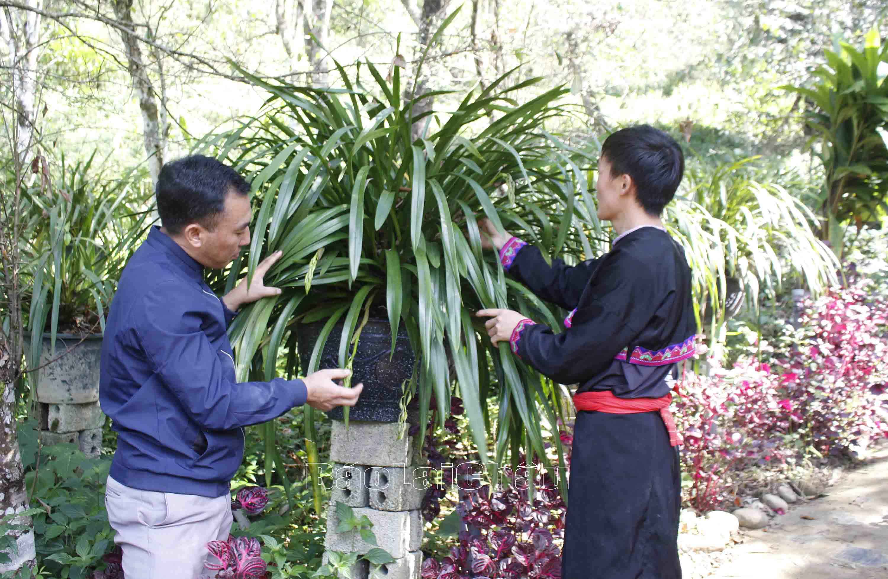Người dân xã Sin Suối Hồ (huyện Phong Thổ) tích cực trồng địa lan, phát triển kinh tế gia đình. 